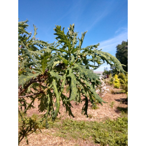 Quercus robur ‘Strypemonde’ - Strypemonde English Oak 