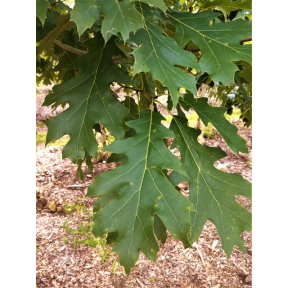 Quercus rubra - Northern Red Oak
