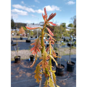 Quercus rubra 'Greg's Variegated' - Greg's Variegated Northern Red Oak