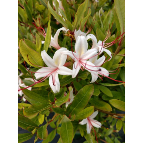 Rhododendron arborescens 'Hot Ginger and Dynamite' - Hot Ginger and Dynamite Sweet Azalea