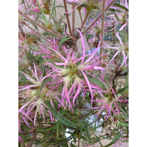Rhododendron macrosepalum 'Linearifolium' - Cut Leaf Evergreen Azalea