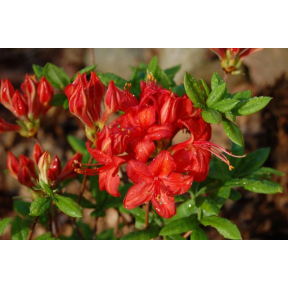 Rhododendron x 'Satan' - Satan Hybrid Azalea