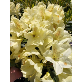 Rhododendron x 'Absolute Citron' - Absolute Citron Rhododendron