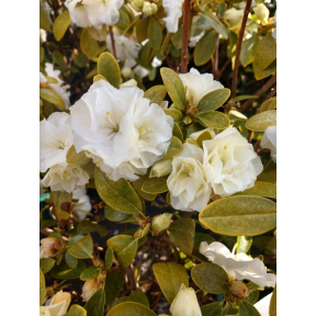Rhododendron x 'April White' - April White Rhododendron
