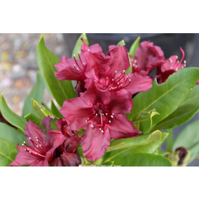 Rhododendron x 'Dark Lord' - Dark Lord Rhododendron