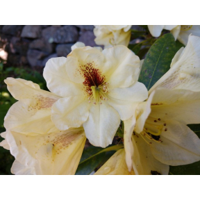 Rhododendron x 'Holden's Solar Flair' - Holden's Solar Flair Rhododendron