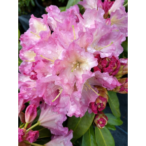 Rhododendron x 'Hoopla' - Hoopla Rhododendron