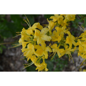 Rhododendron x 'Sea Breeze' - Sea Breeze Hybrid Azalea