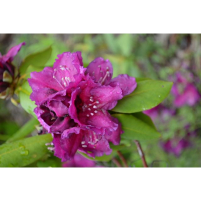 Rhododendron x 'Slam Dunk' - Slam Dunk Rhododendron