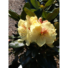 Rhododendron yakushimanum 'Gold Prinz' - Gold Prinz Yaku Rhododendron