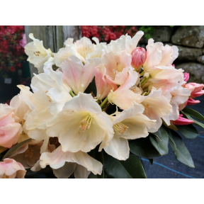 Rhododendron yakushimanum 'Golden Torch' - Golden Torch Yaku Rhododendron