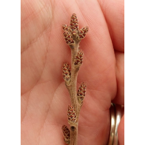 Rhus aromatica - Fragrant Sumac