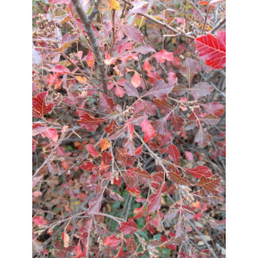 Rhus aromatica 'Fine Textured Compact Select A' PP 28669 - Fine Textured Compact Select A Fragrant Sumac