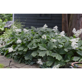 Rodgersia aesculifolia - Fingerleaf Rodgersia