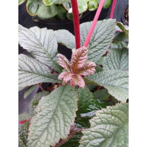 Rodgersia pinnata 'Bronze Peacock' PP 24780 - Bronze Peacock Rodger's Flower