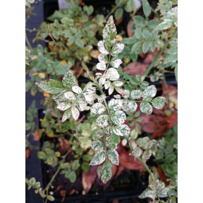 Rosa wichuraiana 'Variegated Memorial' - Variegated Memorial Rose