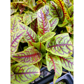 Rumex sanguineus - Red-Veined Dock