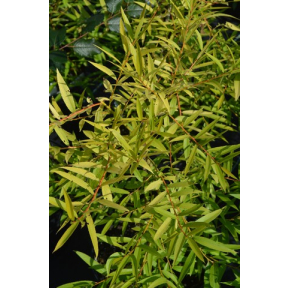 Salix alba 'Aurea' - Golden White Willow