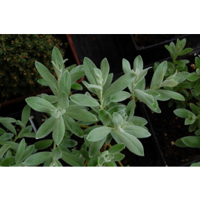 Salix candida 'Silver Fox' - Silver Fox Dwarf Hoary Willow