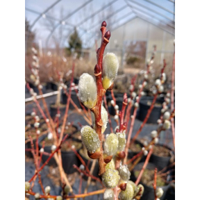 Salix caprea - Pussy Willow