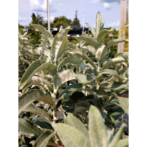 Salix candida 'Jefberg' - Jefberg Dwarf Hoary Willow