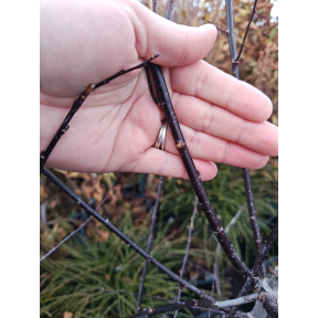 Salix myrsinifolia 'Blackskin' - Blackskin Myrsine Leaved Willow