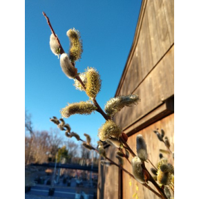 Salix x leucopithecia 'Rabbit's Foot' - Rabbit's Foot Hybrid Willow