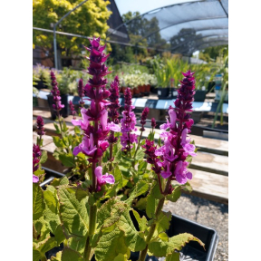Salvia nemorosa 'Rose Marvel'  PP 30118 - Rose Marvel Sage