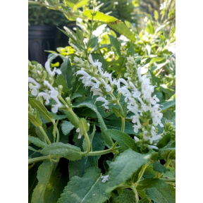 Salvia x 'Snow Hill' - Hybrid Sage