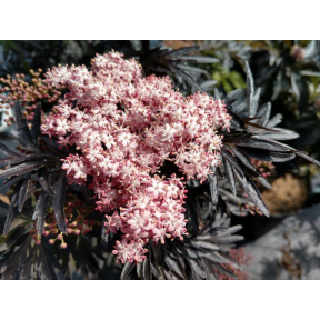 Sambucus nigra 'SNR1292'  - Laced Up&reg; Elderberry