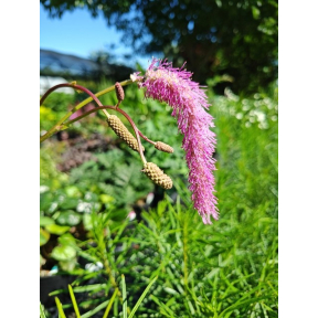 Sanguisorba hakusanensis 'Lilac Squirrel' - Lilac Squirrel Burnet