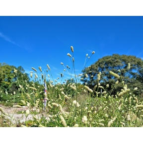 Sanguisorba officinalis 'Burr Blanc' - Burr blanc Burnet 