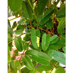 Sanguisorba officinalis 'Lemon Splash' - Lemon Splash Great Burnet