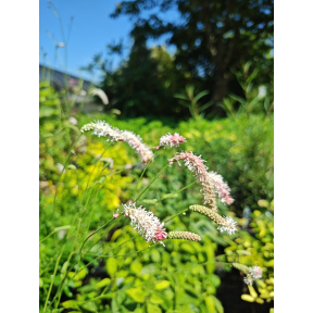 Sanguisorba tenuifolia 'Strawberry Frost' - Strawberry Frost Japanese Burnet