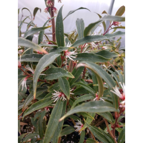 Sarcococca hookeriana var. humilis 'Sarsid1' PP 19942 - Sarsid 1 Sweetbox