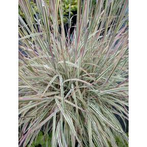 Schizachyrium scoparium 'Chameleon' PP 31339 - Chameleon Little Bluestem