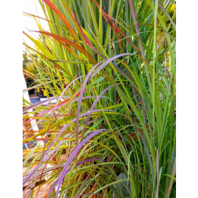 Schizachyrium scoparium 'Twilight Zone' - Twilight Zone Little Blue Stem