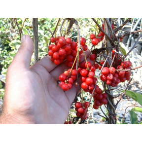 Schisandra chinensis - Magnolia Vine
