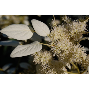 Schizophragma integrifolium var. faurei - Taiwanese Hydrangea Vine
