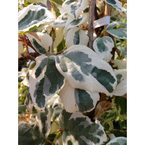 Schizophragma elliptifolium 'MonHart' - MonHart Variegated Japanese Hydrangea Vine