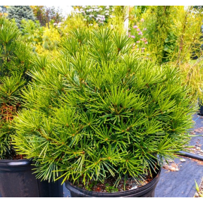 Sciadopitys verticillata 'Picola' - Picola Japanese Umbrella Pine