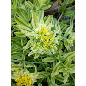 Sedum takesimense 'Atlantis' - Atlantis Stonecrop