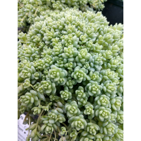 Sedum dasyphyllum 'Major'          - Corsican Stonecrop