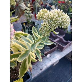 Sedum x 'Frosted Fire' - Frosted Fire Stonecrop