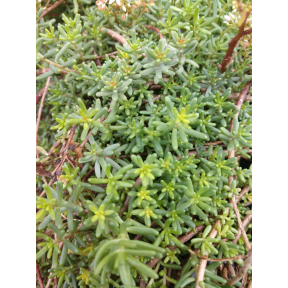 Sedum album subsp. teretifolium 'Murale' - Murale White Stonecrop