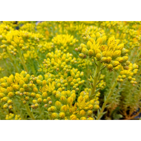 Sedum reflexum 'Blue Spruce' - Blue Spruce Stonecrop