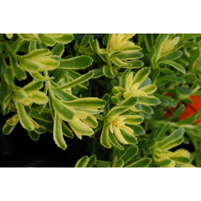 Sedum kamtschaticum 'Sweet and Sour' - Sweet and Sour Kamtschatka Stonecrop