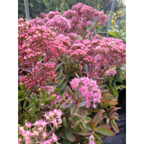 Sedum x 'Carl' - Carl Stonecrop