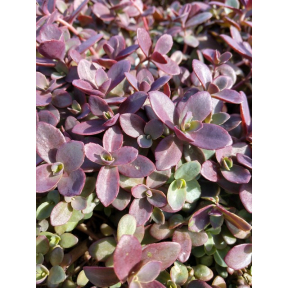Sedum x 'Firecracker' PP 26595 - Firecracker Stonecrop