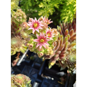 Sempervivum x 'Cherry Frost' - Cherry Frost Hens and Chicks